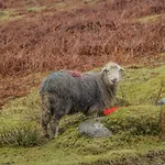 Swaledale Watch Garden Annexe 度假居